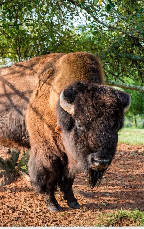 Livestock for Sale - Carolina Bison