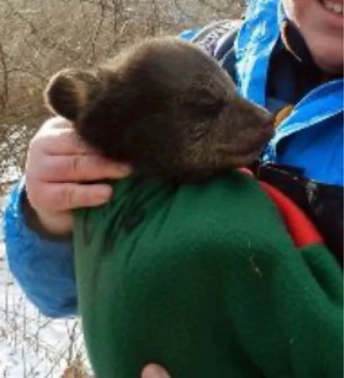 New England Bears, Inc. - Baby Bears for Sale | Purchase Live Baby Bear Cubs in New England - New Hampshire, Vermont, Maine, Massachusetts, 	Rhode Island, Connecticut