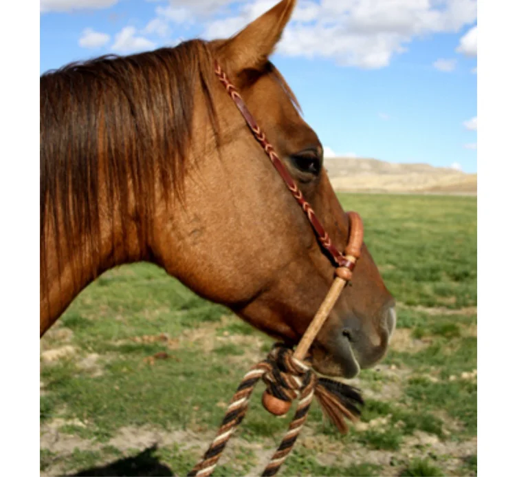 3/4″ Hackamores – Martin Black Horsemanship