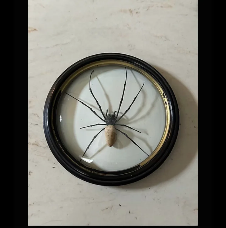 Vintage Framed Orb Weaver Spider Display