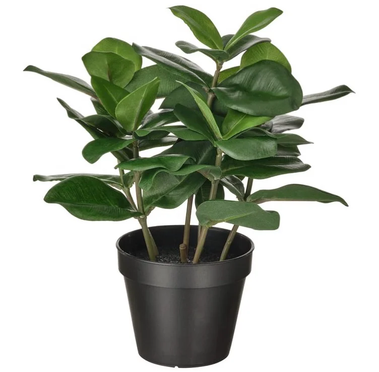 FEJKA Artificial potted plant - indoor/outdoor Clusia 4 ¾ "